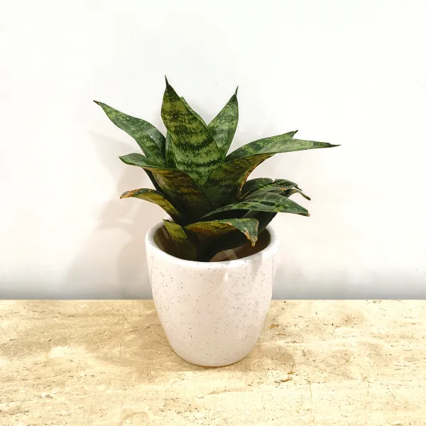 Snake Green in Classy Ceramics - 50 Pcs.