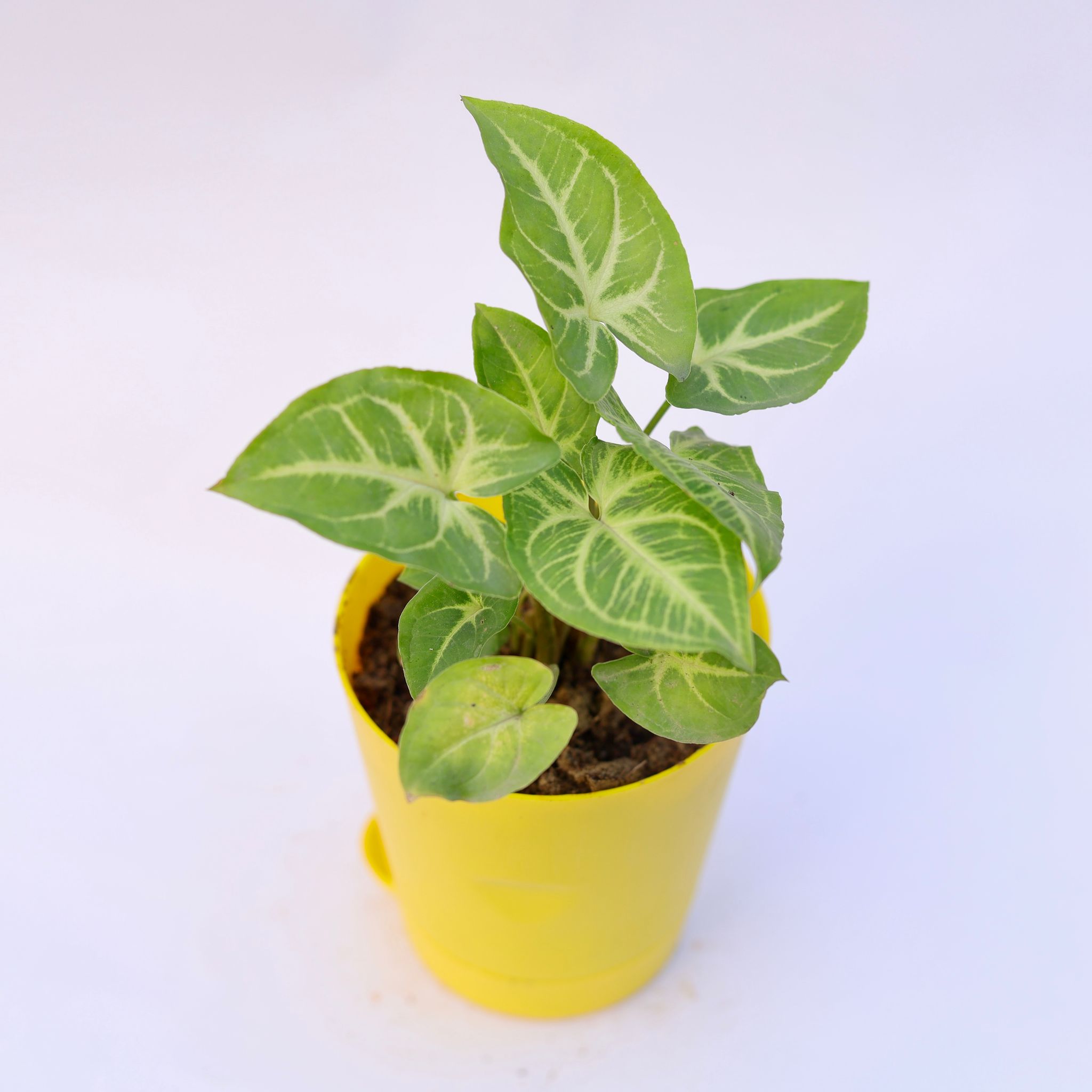 Gift Ready - Syngonium Light Green in 4 Inch Yellow Florence Self Watering Pot Wrapped in Lovely Gift Bag For Your Loved Ones