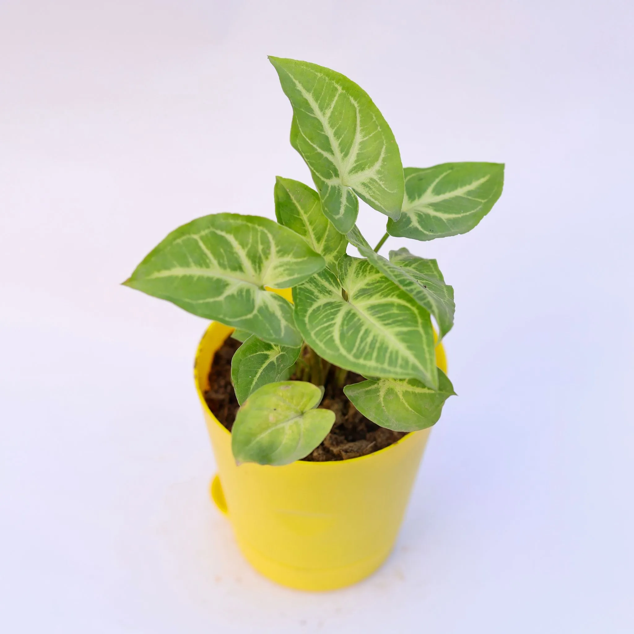 Syngonium Light Green in 4 Inch Yellow Florence Self Watering Pot