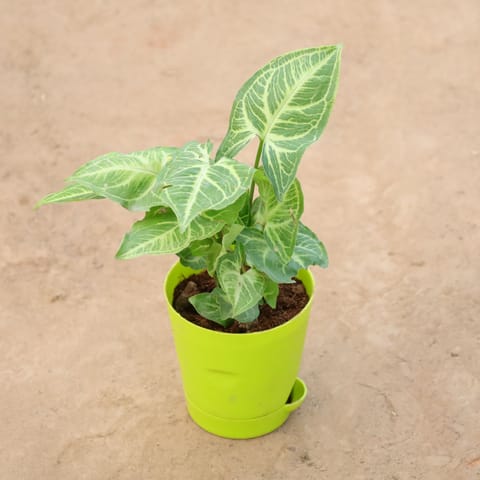 Gift Ready - Syngonium Light Green in 4 Inch Green Florence Self Watering Pot Wrapped in Lovely Gift Bag For Your Loved Ones