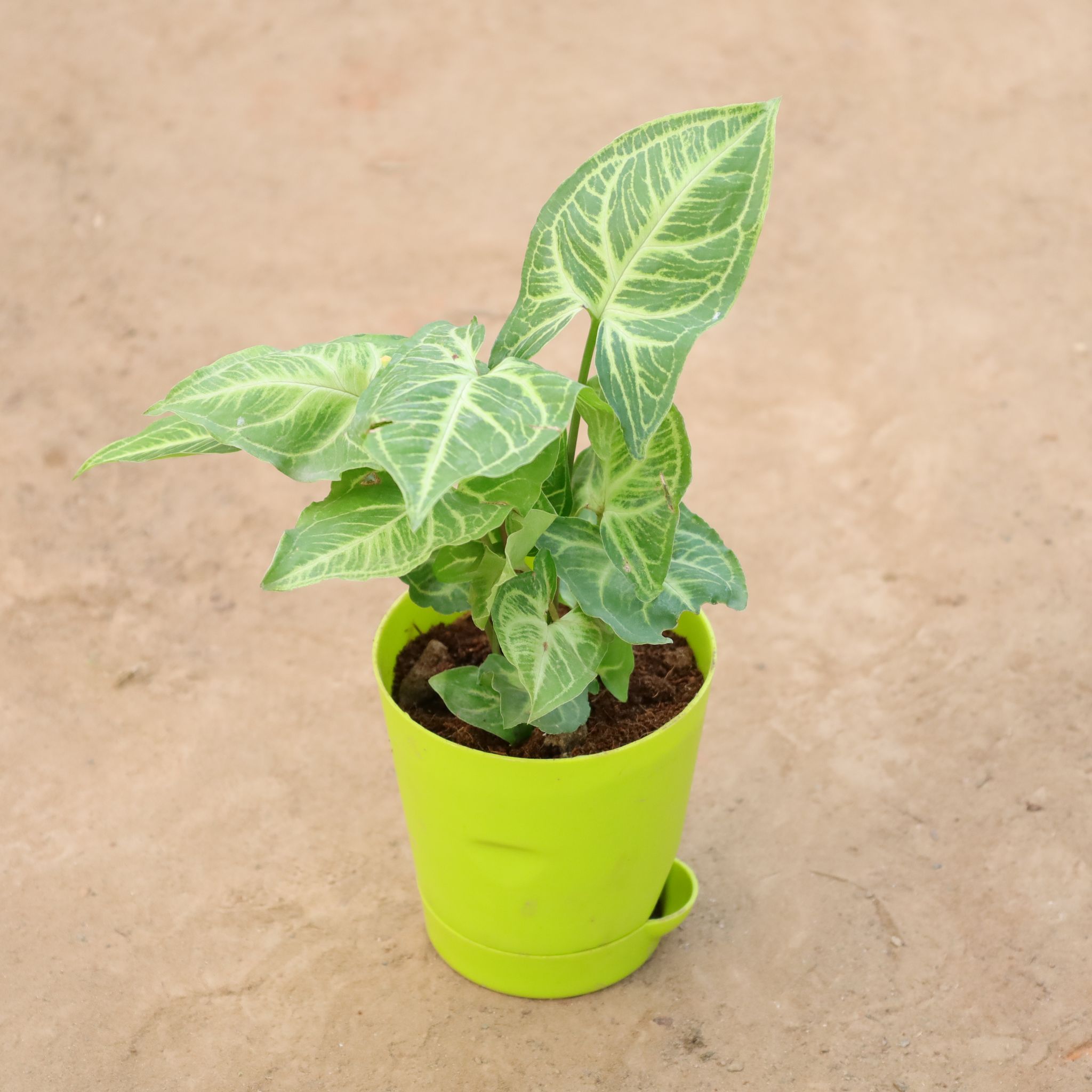 Gift Ready - Syngonium Light Green in 4 Inch Green Florence Self Watering Pot Wrapped in Lovely Gift Bag For Your Loved Ones