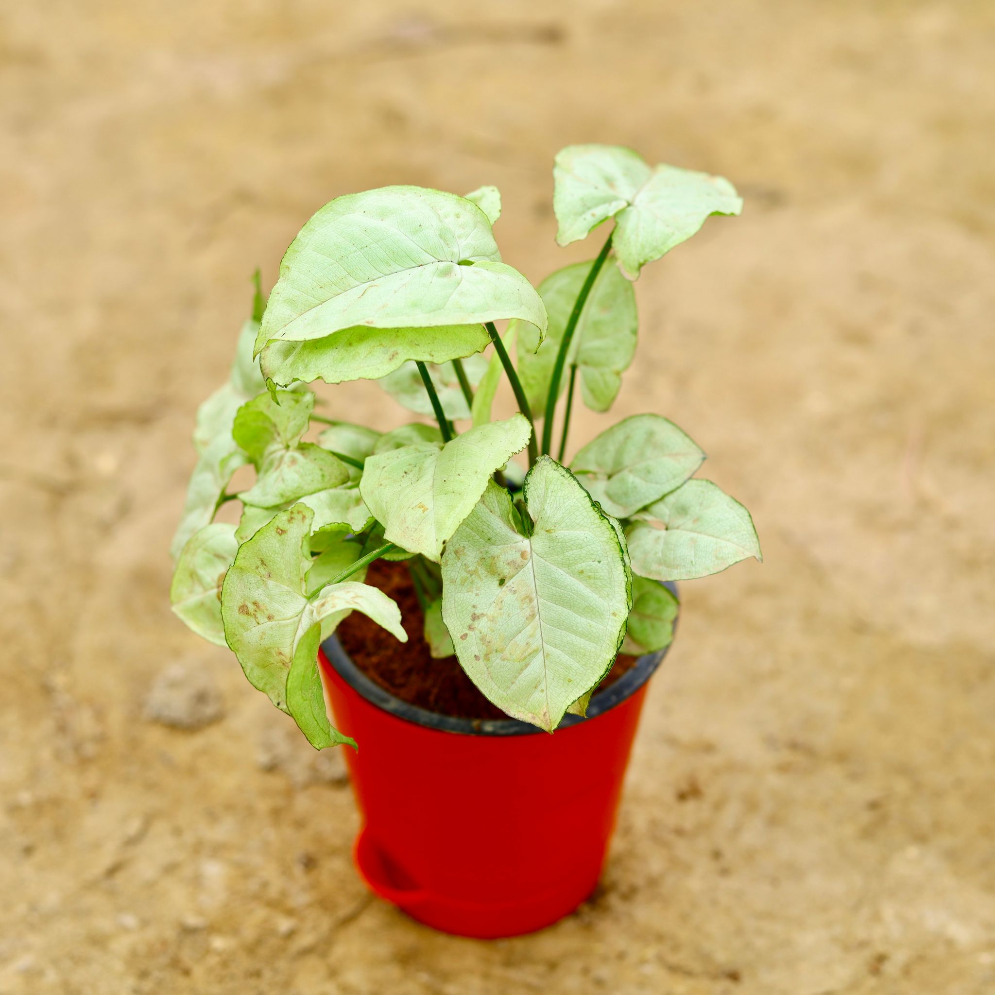 Gift Ready - Syngonium White in 4 Inch Red Florence Self Watering Pot Wrapped in Lovely Gift Bag For Your Loved Ones