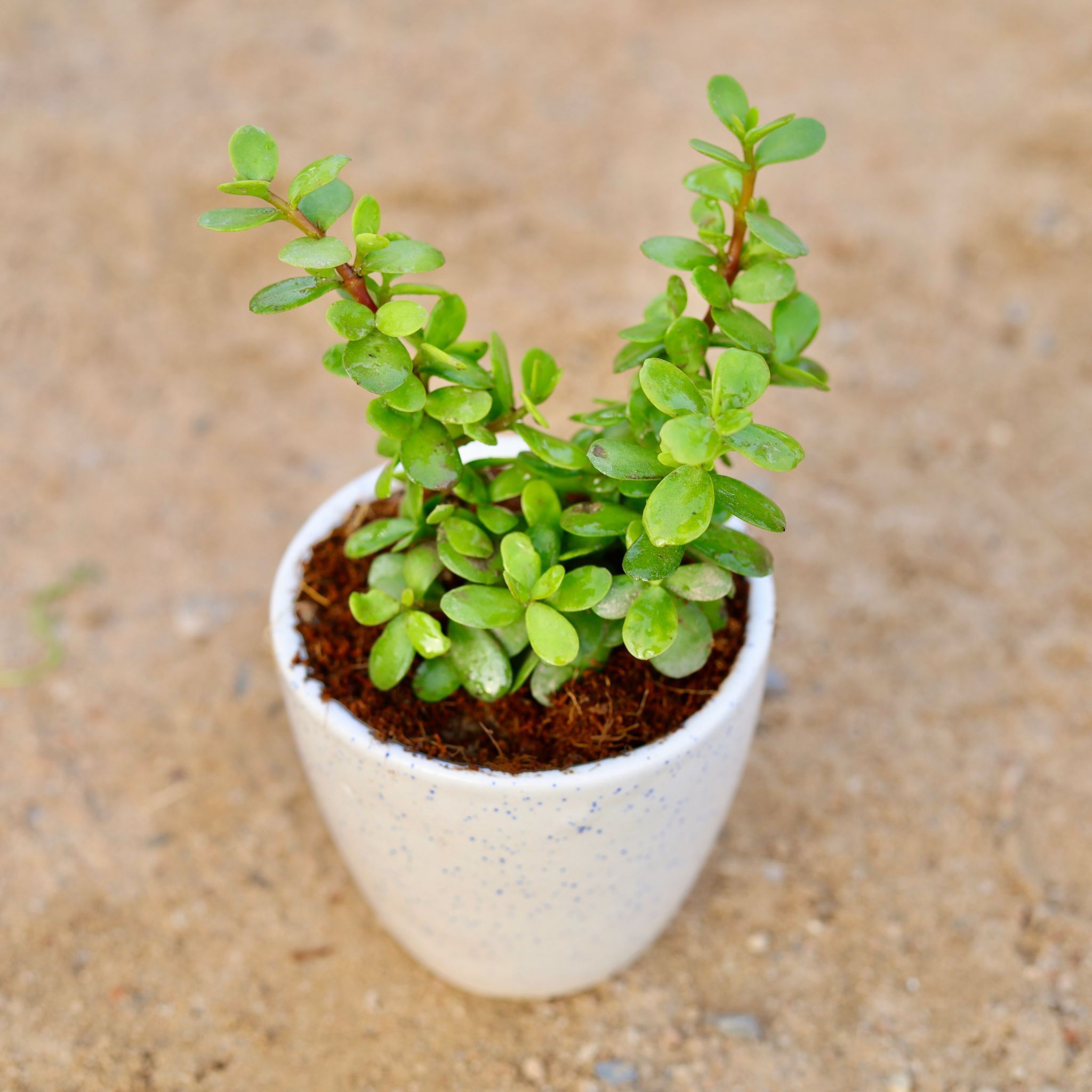 Gift Ready - Jade Bangalorey in 4 Inch Classy White Cup Ceramic Pot Wrapped in Lovely Gift Bag For Your Loved Ones