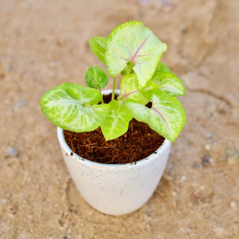 Gift Ready - Syngonium Golden in 4 Inch Classy White Cup Ceramic Pot Wrapped in Lovely Gift Bag For Your Loved Ones