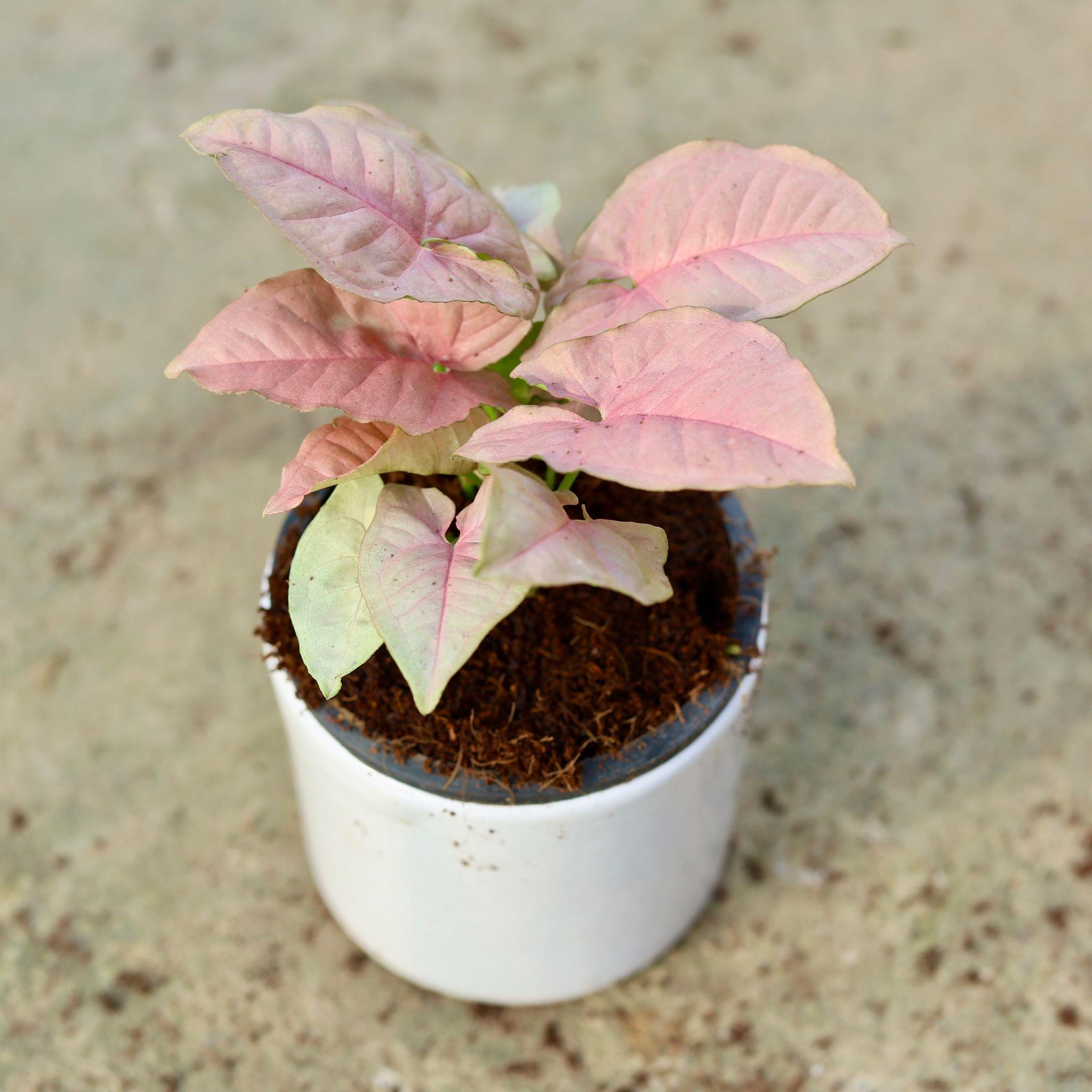 Gift Ready - Syngonium Pink in 4 Inch Classy White Cylindrical Ceramic Pot Wrapped in Lovely Gift Bag For Your Loved Ones