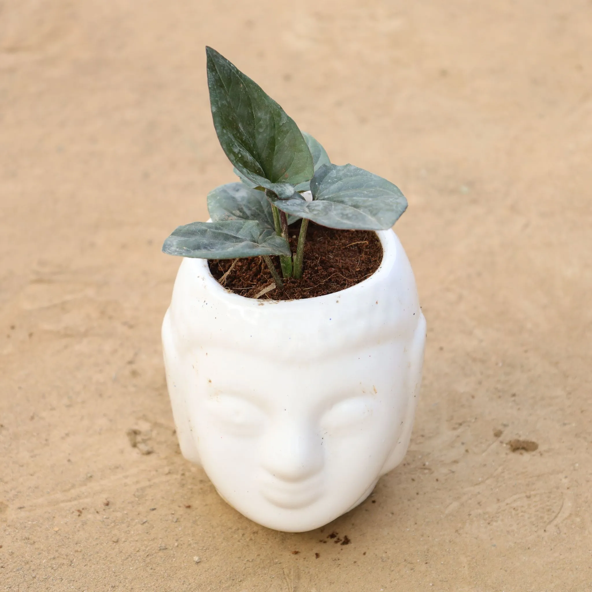 Gift Ready - Money Plant Black in 4 Inch Buddha Designer Ceramic Pot Wrapped in Lovely Gift Bag For Your Loved Ones