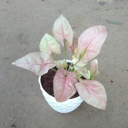 Buy Pink Syngonium in 4 Inch White Plastic Diamond Pot Online | Urvann.com
