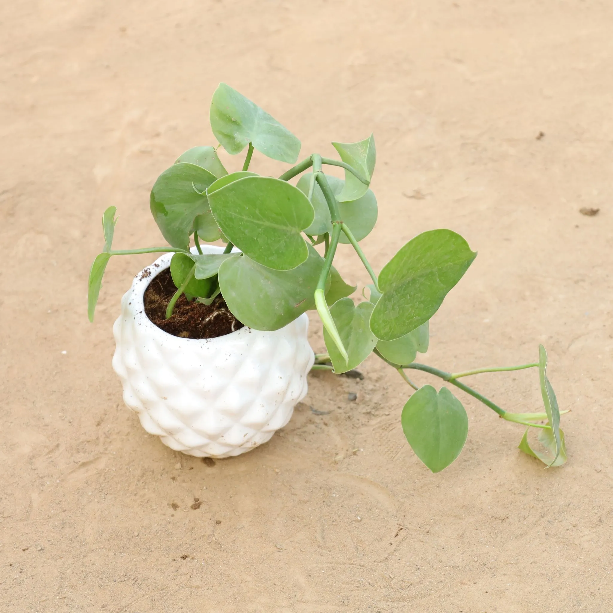 Gift Ready - Oxycardium Green in 4 Inch Classy Diamond Designer Ceramic Pot (Any Colour) Wrapped in Lovely Gift Bag For Your Loved Ones