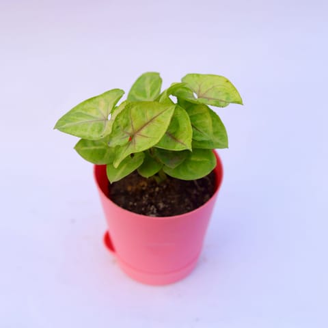 Gift Ready - Syngonium Golden in 4 Inch Pink Florence Self Watering Pot Wrapped in Lovely Gift Bag For Your Loved Ones