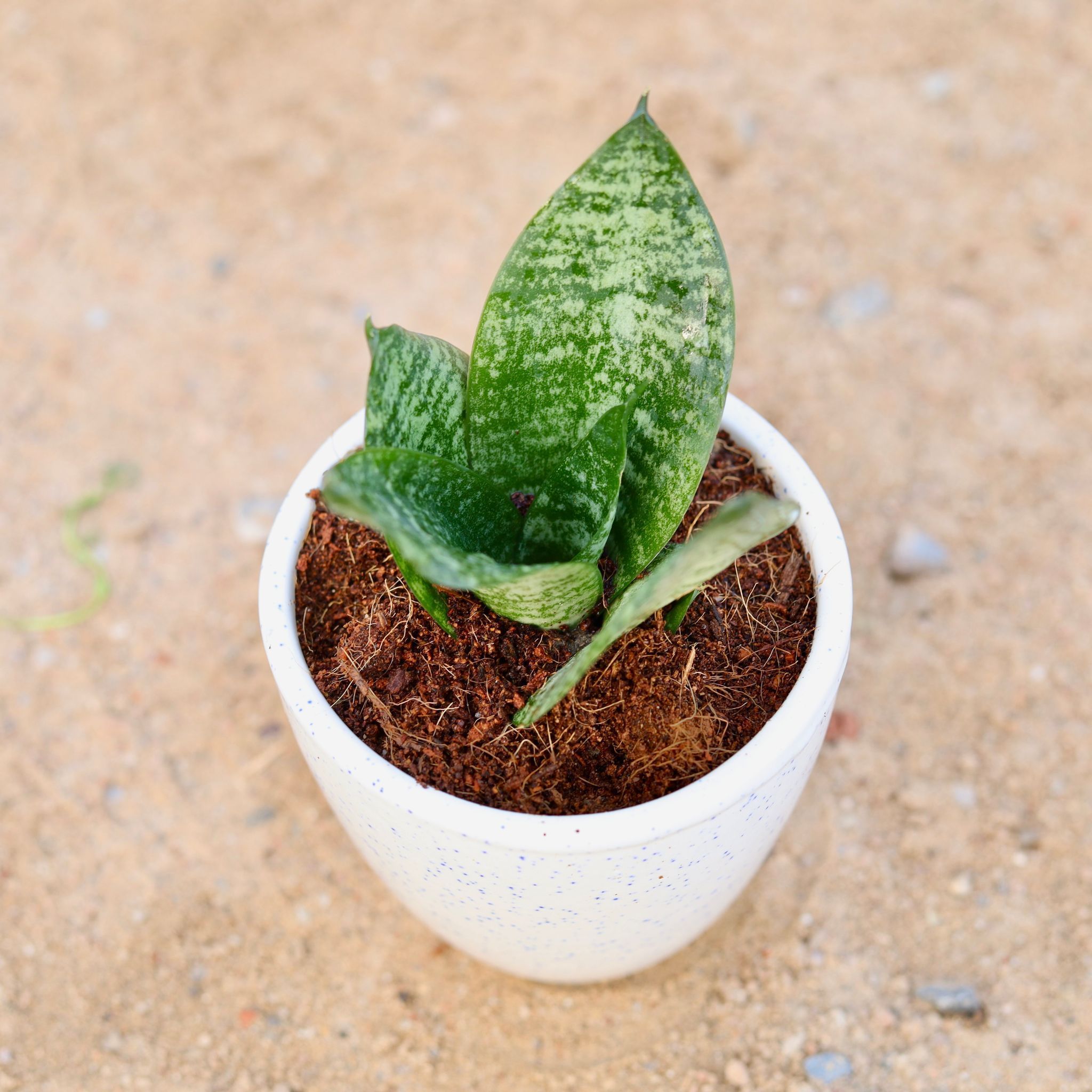 Gift Ready - Snake Green Dwarf in 4 Inch Classy Cup Ceramic Pot (any design, Colour) Wrapped in Lovely Gift Bag For Your Loved Ones