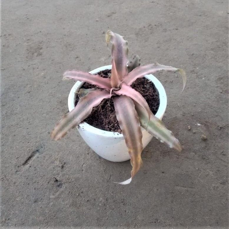 Gift Ready - Cryptanthus Succulent in 4 Inch White Classy Cup Ceramic Pot (any design) Wrapped in Lovely Gift Bag For Your Loved Ones