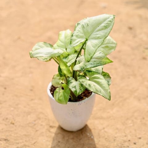 Gift Ready - Syngonium White in 4 Inch White Ceramic Pot (any design) Wrapped in Lovely Gift Bag For Your Loved Ones