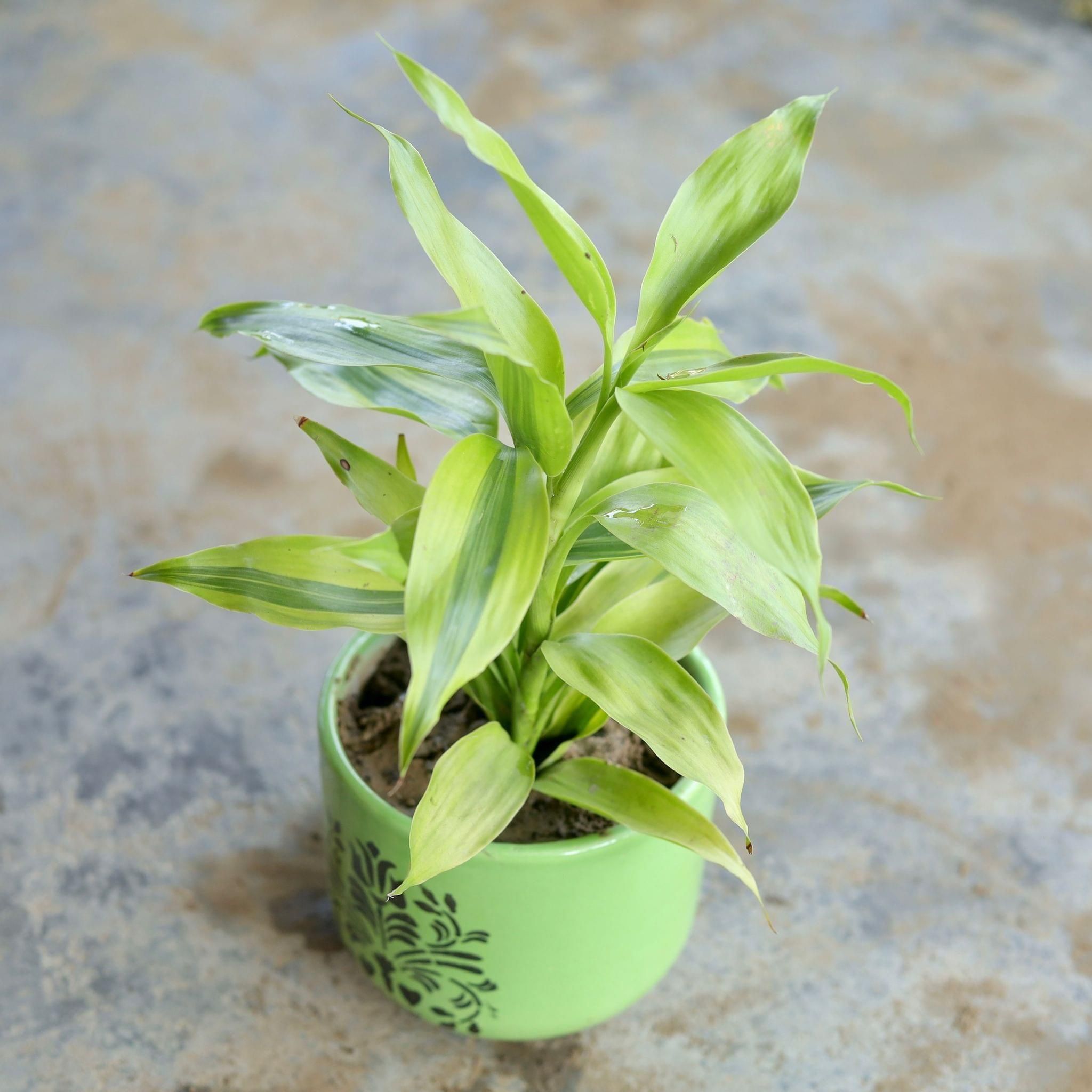 Gift Ready - Golden Lucky Bamboo in 4 Inch Ceramic Pot (Any Design,Colour) Wrapped in Lovely Gift Bag For Your Loved Ones