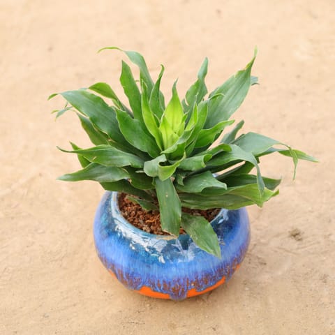 Gift Ready - Dracaena Compacta in 4 Inch Tidal Glow Round Ceramic Pot Wrapped in Lovely Gift Bag For Your Loved Ones