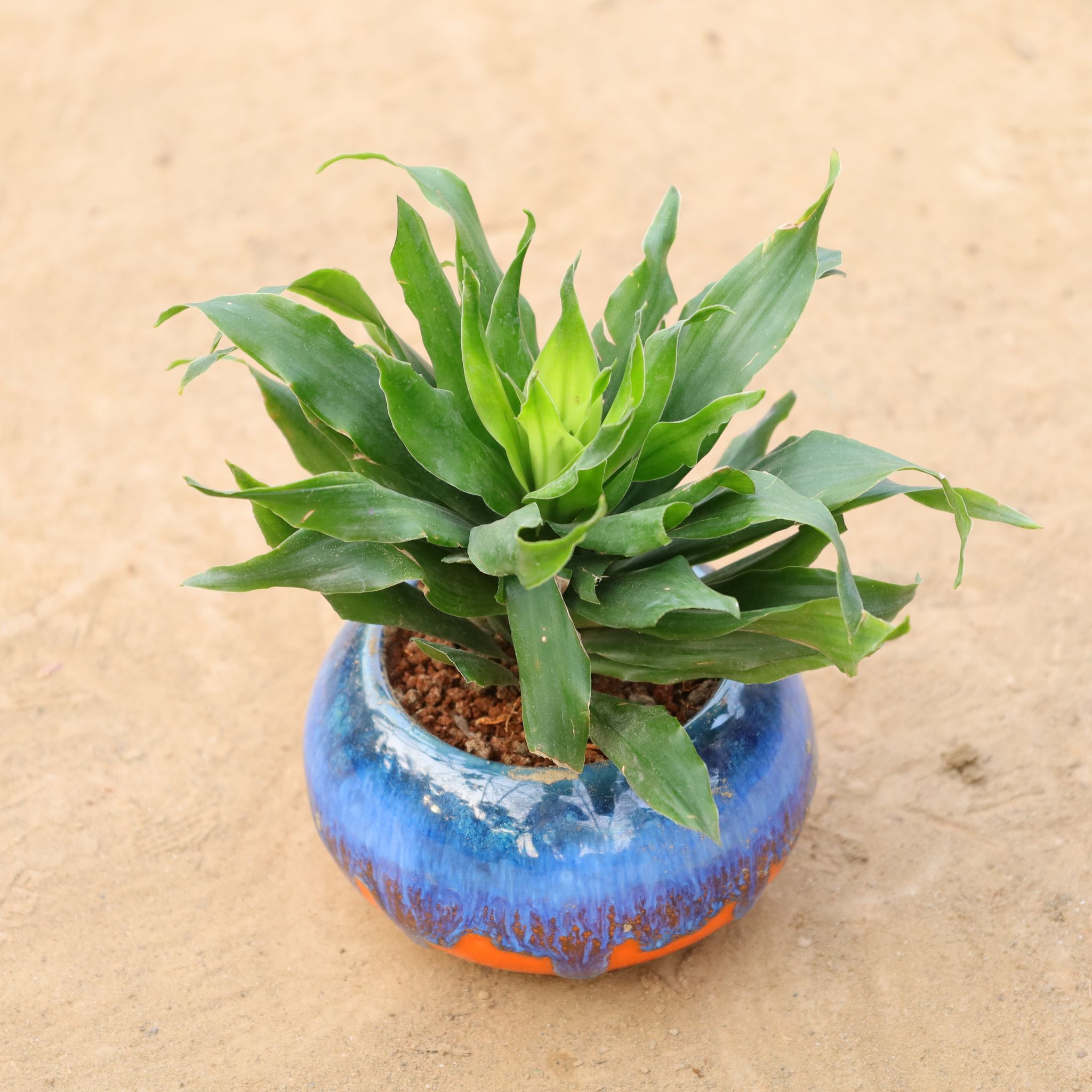 Gift Ready - Dracaena Compacta in 4 Inch Tidal Glow Round Ceramic Pot Wrapped in Lovely Gift Bag For Your Loved Ones
