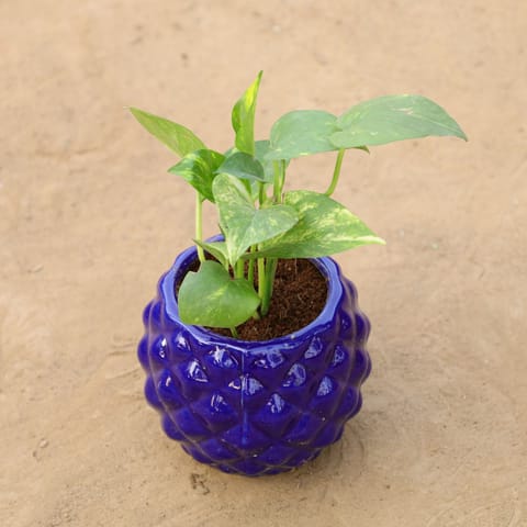Gift Ready - Money plant in 4 Inch Classy Diamond Designer Ceramic Pot (Any Colour) Wrapped in Lovely Gift Bag For Your Loved Ones
