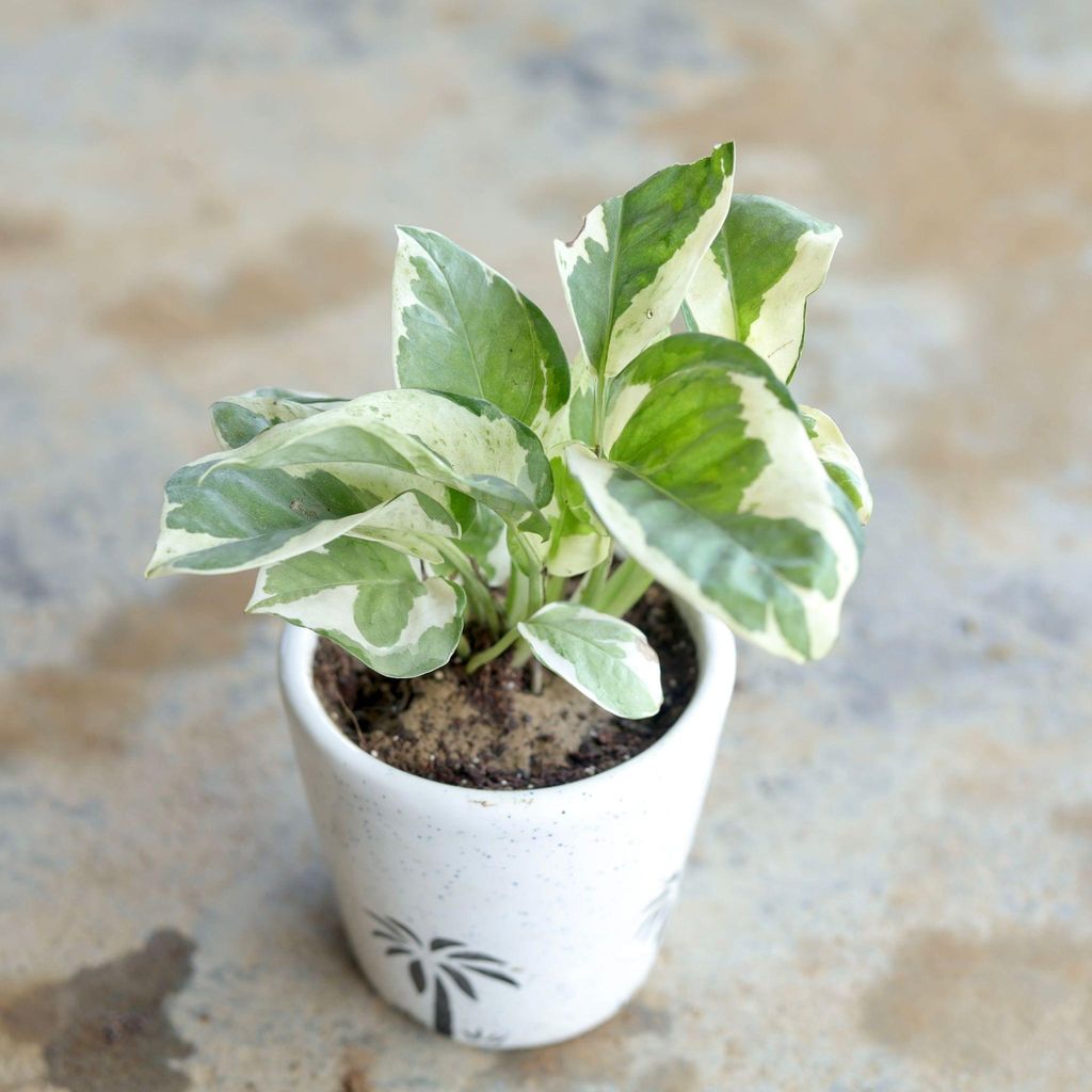 Gift Ready - Marble Money Plant in 4 Inch Ceramic Pot (Any Design, Colour) Wrapped in Lovely Gift Bag For Your Loved Ones