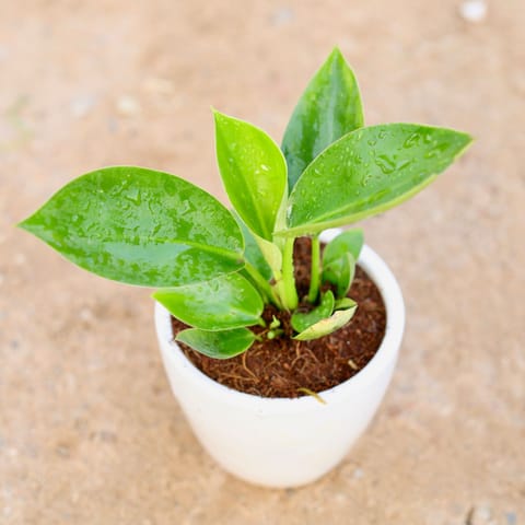 Gift Ready - Philodendron Green in 4 Inch Classy White Cup Ceramic Pot Wrapped in Lovely Gift Bag For Your Loved Ones With a Chic Bag
