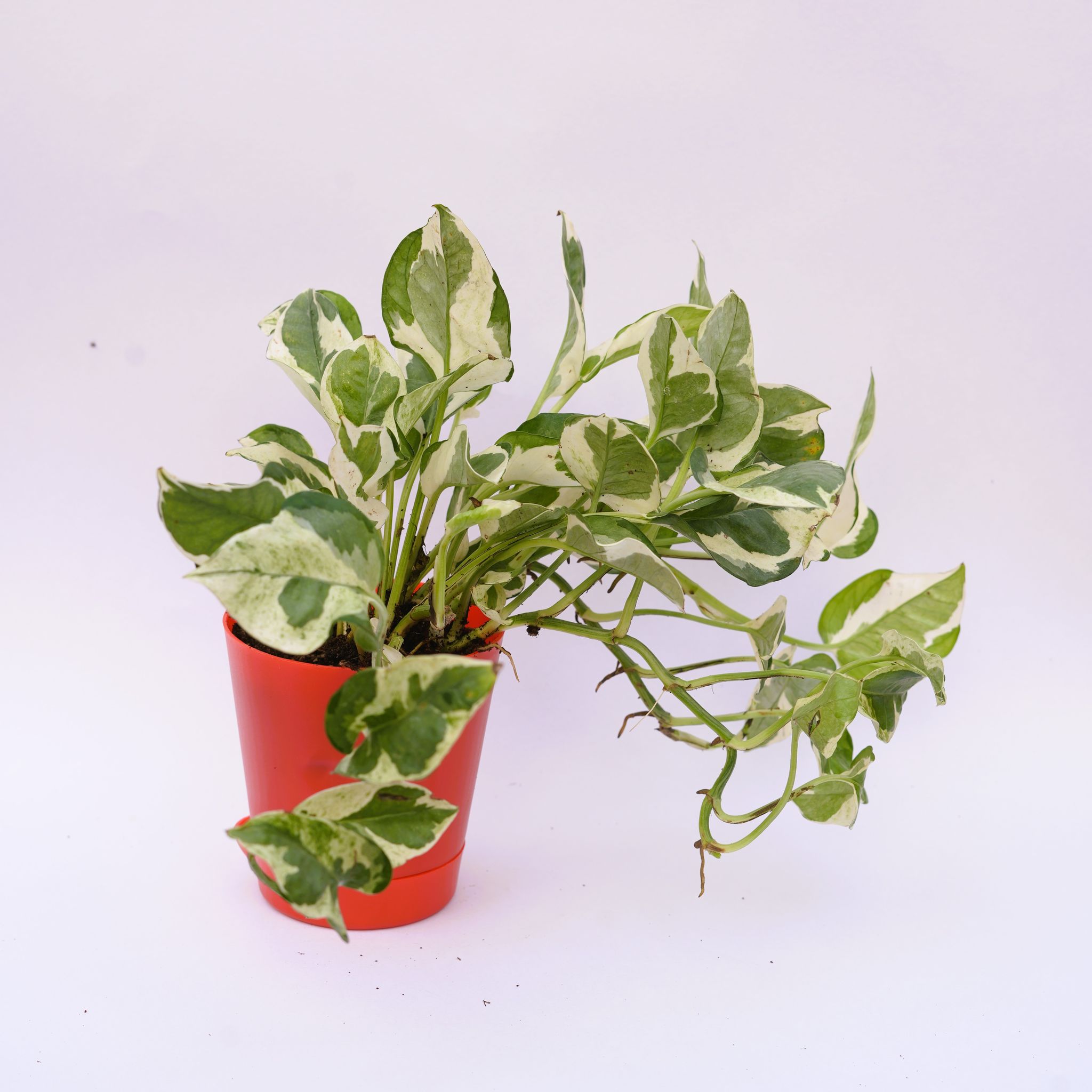 Gift Ready - Money Plant N'joy in 4 Inch Red Florence Self Watering Pot Wrapped in Lovely Gift Bag For Your Loved Ones