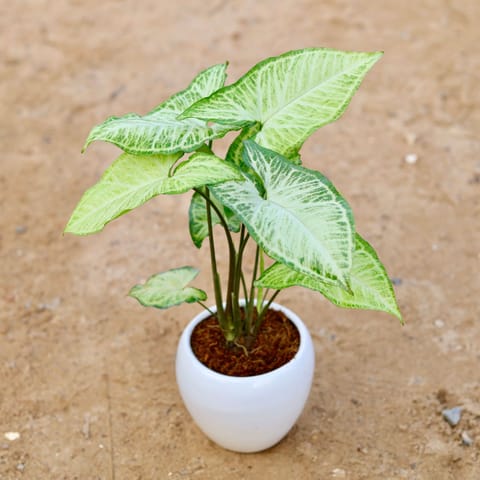 Gift Ready - Syngonium Arrowhead Green in 5 Inch Classy White Apple Ceramic Pot Wrapped in Lovely Gift Bag For Your Loved Ones