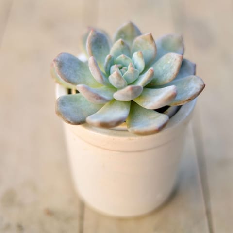 Gift Ready - Echeveria Elephant Bush in 4 Inch Round Ceramic pot Wrapped in Lovely Gift Bag For Your Loved Ones