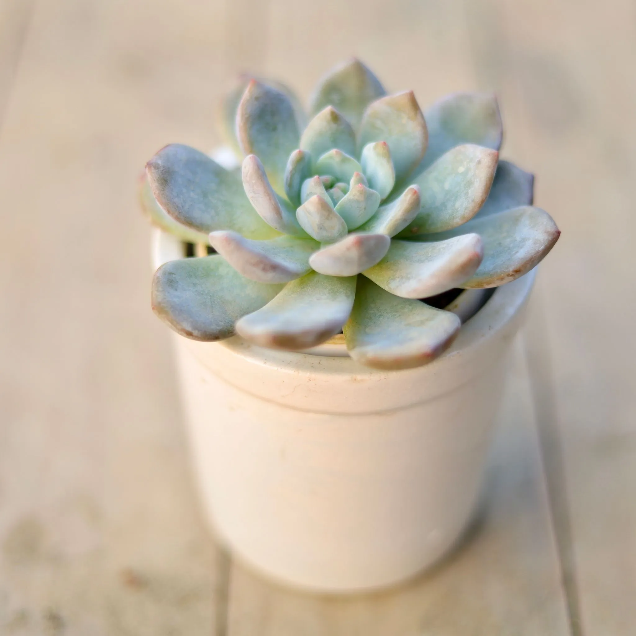 Gift Ready - Echeveria Elephant Bush in 4 Inch Round Ceramic pot Wrapped in Lovely Gift Bag For Your Loved Ones