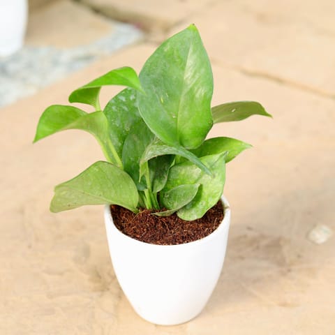 Gift Ready - Green Money Plant in Inch White Ceramic Pot (any design) Wrapped in Lovely Gift Bag For Your Loved Ones