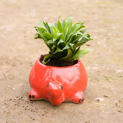 Buy Dracaena Compacta in 6 Inch Turtle Designer Ceramic Pot (any colour) Online | Urvann.com