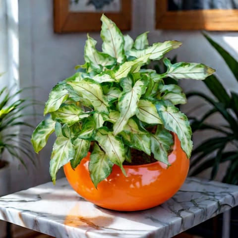 Gift Ready - Syngonium Yami in 4*5 Inch Classy Ceramic Bowl (any colour) Wrapped in Lovely Gift Bag For Your Loved Ones