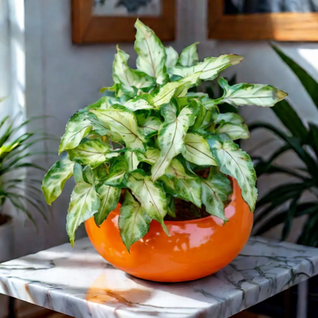 Gift Ready - Syngonium Yami in 4*5 Inch Classy Ceramic Bowl (any colour) Wrapped in Lovely Gift Bag For Your Loved Ones
