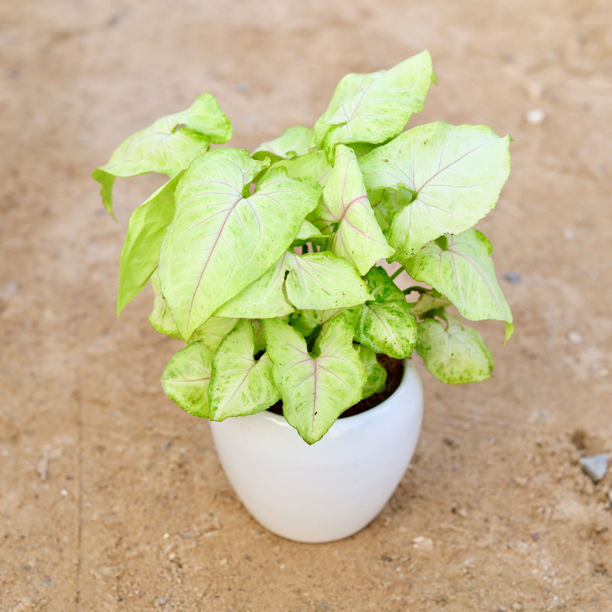 Gift Ready - Syngonium Golden in 5 Inch Classy White Apple Ceramic Pot Wrapped in Lovely Gift Bag For Your Loved Ones