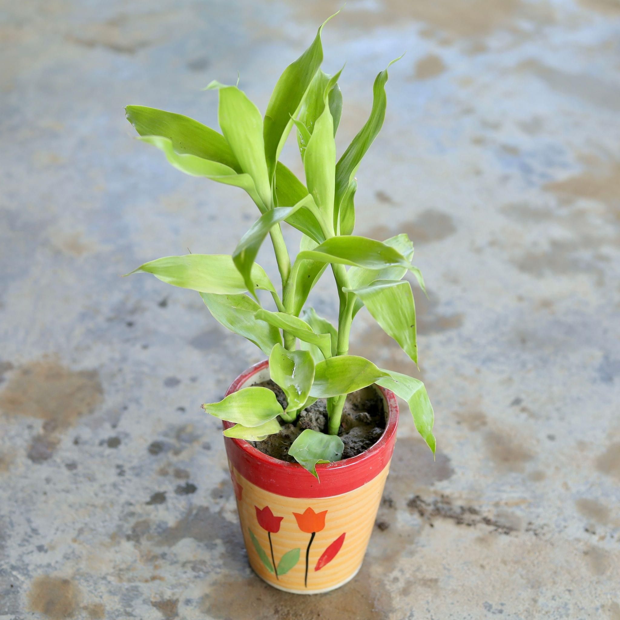 Gift Ready - Golden Lucky Bamboo in 5 Inch Ceramic Pot (Any Design,Colour) Wrapped in Lovely Gift Bag For Your Loved Ones