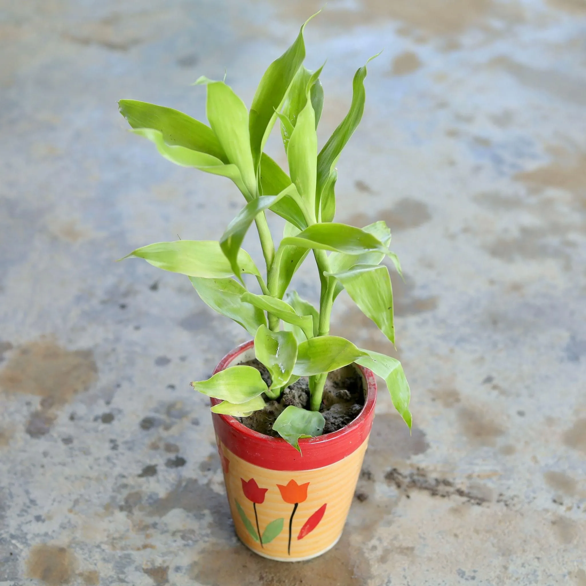 Gift Ready - Golden Lucky Bamboo in 5 Inch Ceramic Pot (Any Design,Colour) Wrapped in Lovely Gift Bag For Your Loved Ones
