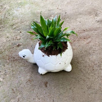 Buy Dracaena Compecta  in 6 Inch Tortoise Designer Ceramic Pot Online | Urvann.com