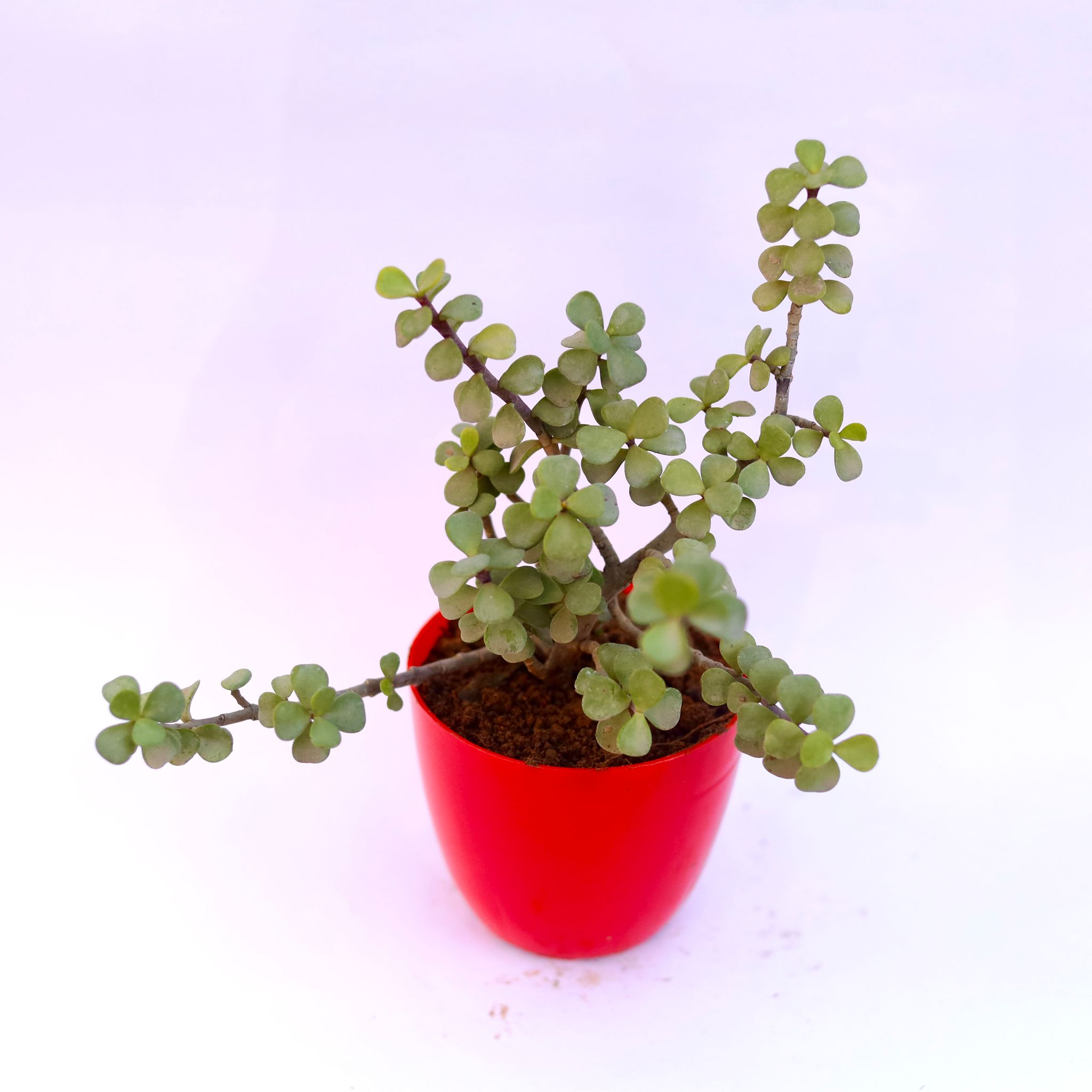 Jade in 4 Inch Red Premium Orchid Round Plastic Pot