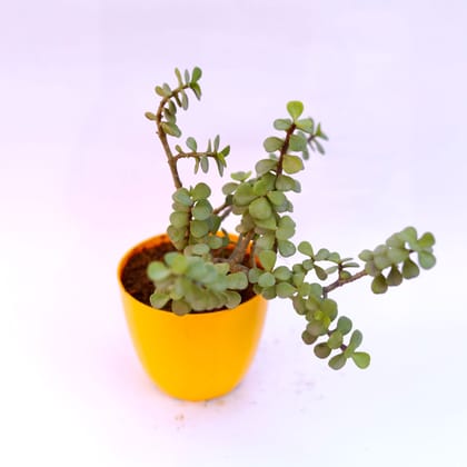 Buy Jade in 6 Inch Yellow Premium Orchid Round Plastic Pot Online | Urvann.com