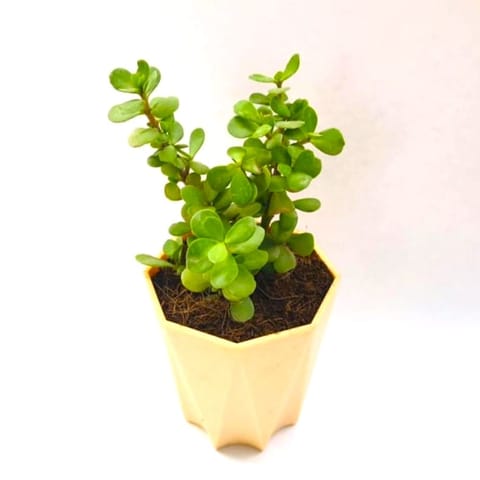 Jade in 4 Inch Beige Marble Premium Diamanti Plastic Pot