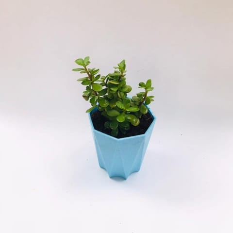 Jade in 4 Inch Blue Marble Premium Diamanti Plastic Pot