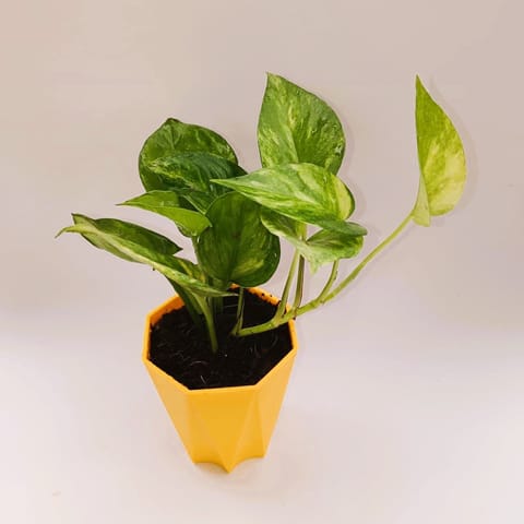 Money plant in 4 Inch Yellow Premium Diamanti Plastic Pot