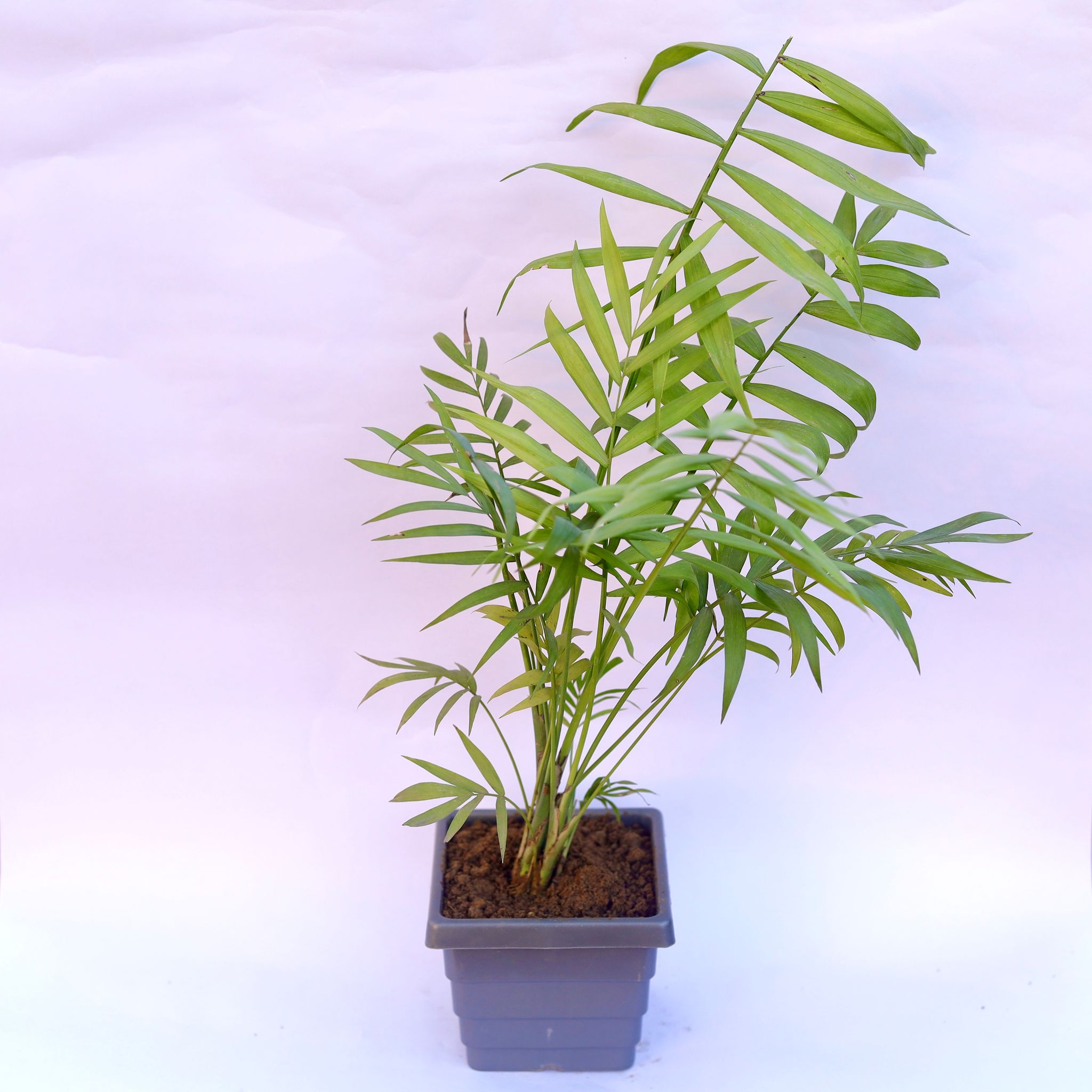 Chameadorea Palm in 4 Inch Grey Premium Orchid Square Plastic Pot