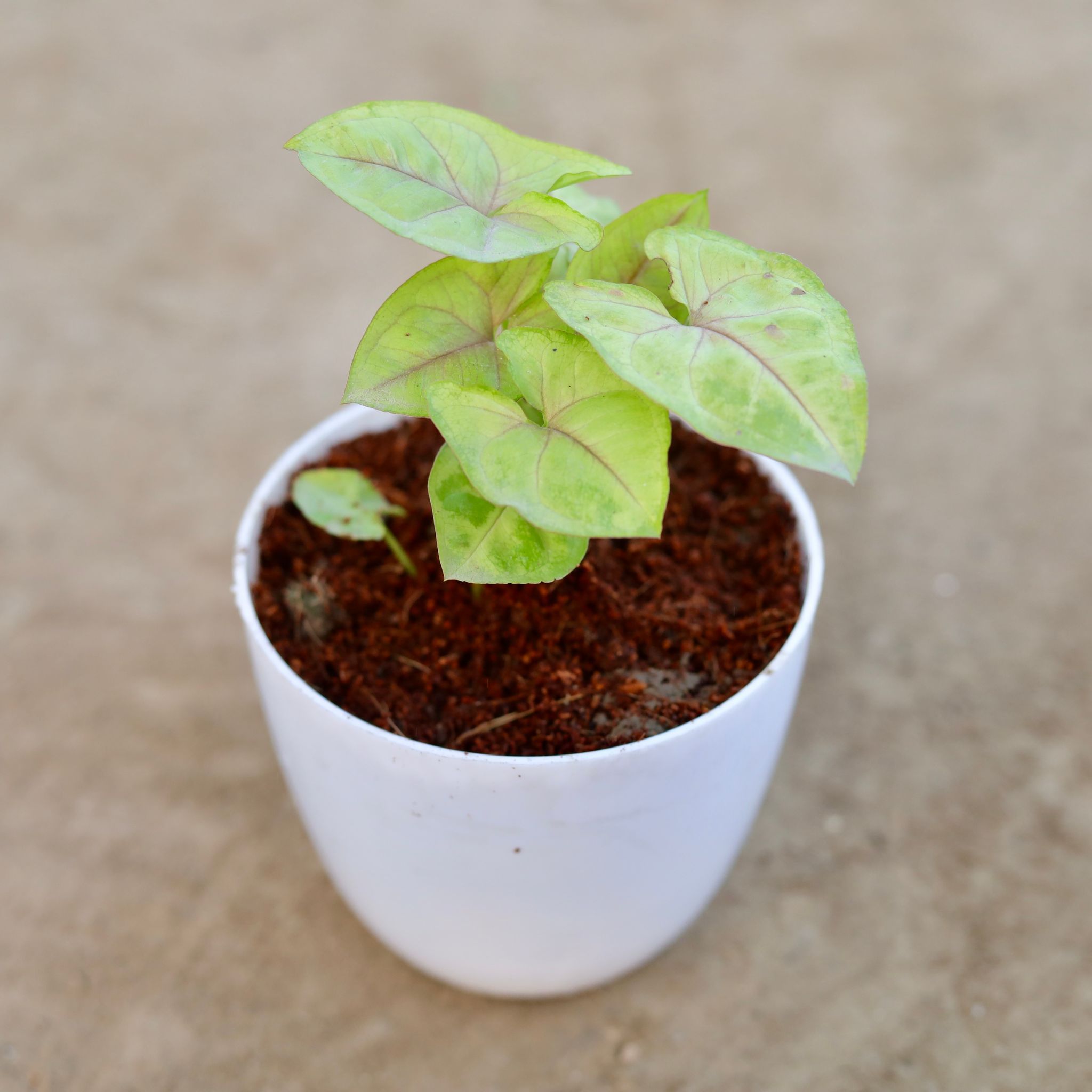 Syngonium Golden Neon in 4 Inch White Premium Orchid Round Plastic Pot