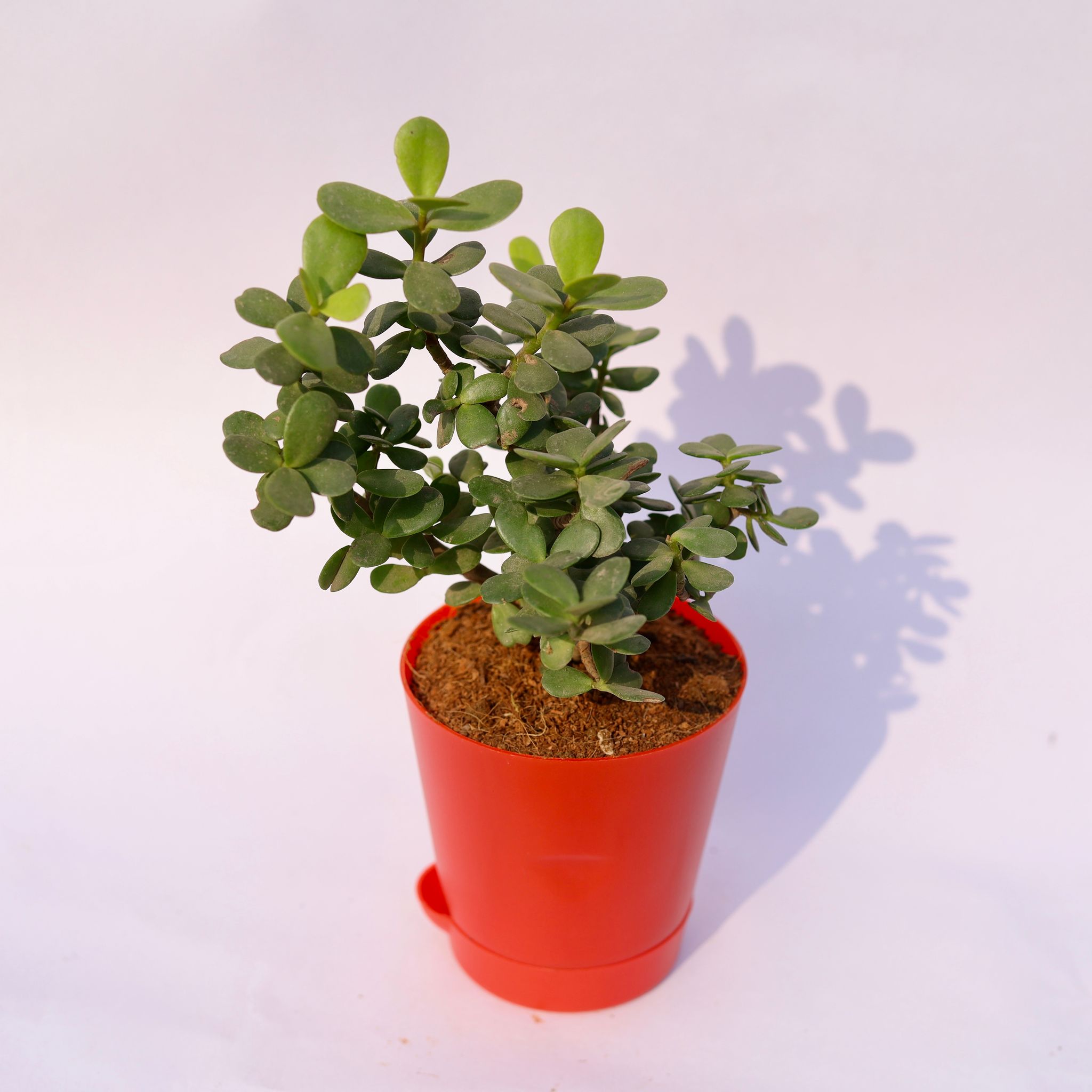 Gift Ready - Jade in 4 Inch Red Florence Self Watering Pot Wrapped in Lovely Gift Bag For Your Loved Ones
