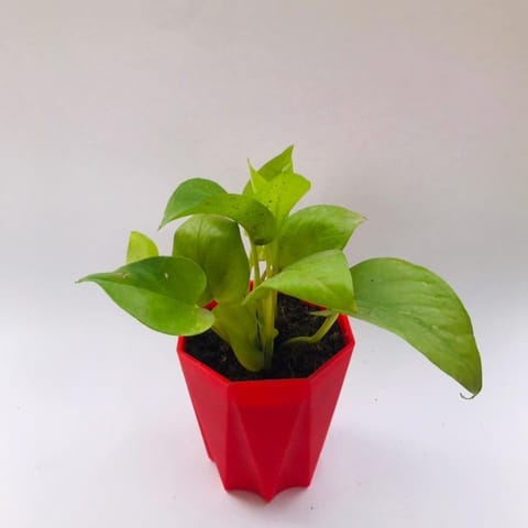 Money plant golden in 4 Inch Red Marble Premium Diamanti Plastic Pot