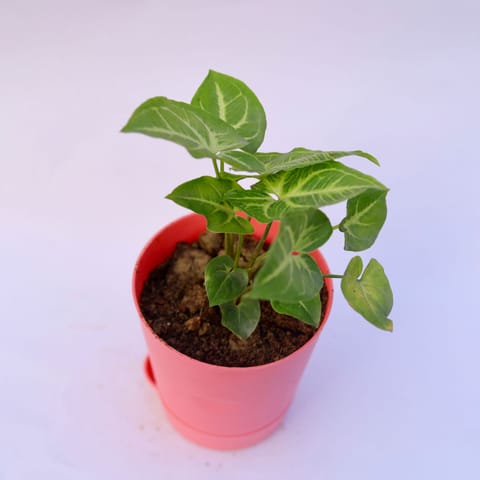 Gift Ready - Syngonium Light Green in 4 Inch Pink Florence Self Watering Pot Wrapped in Lovely Gift Bag For Your Loved Ones
