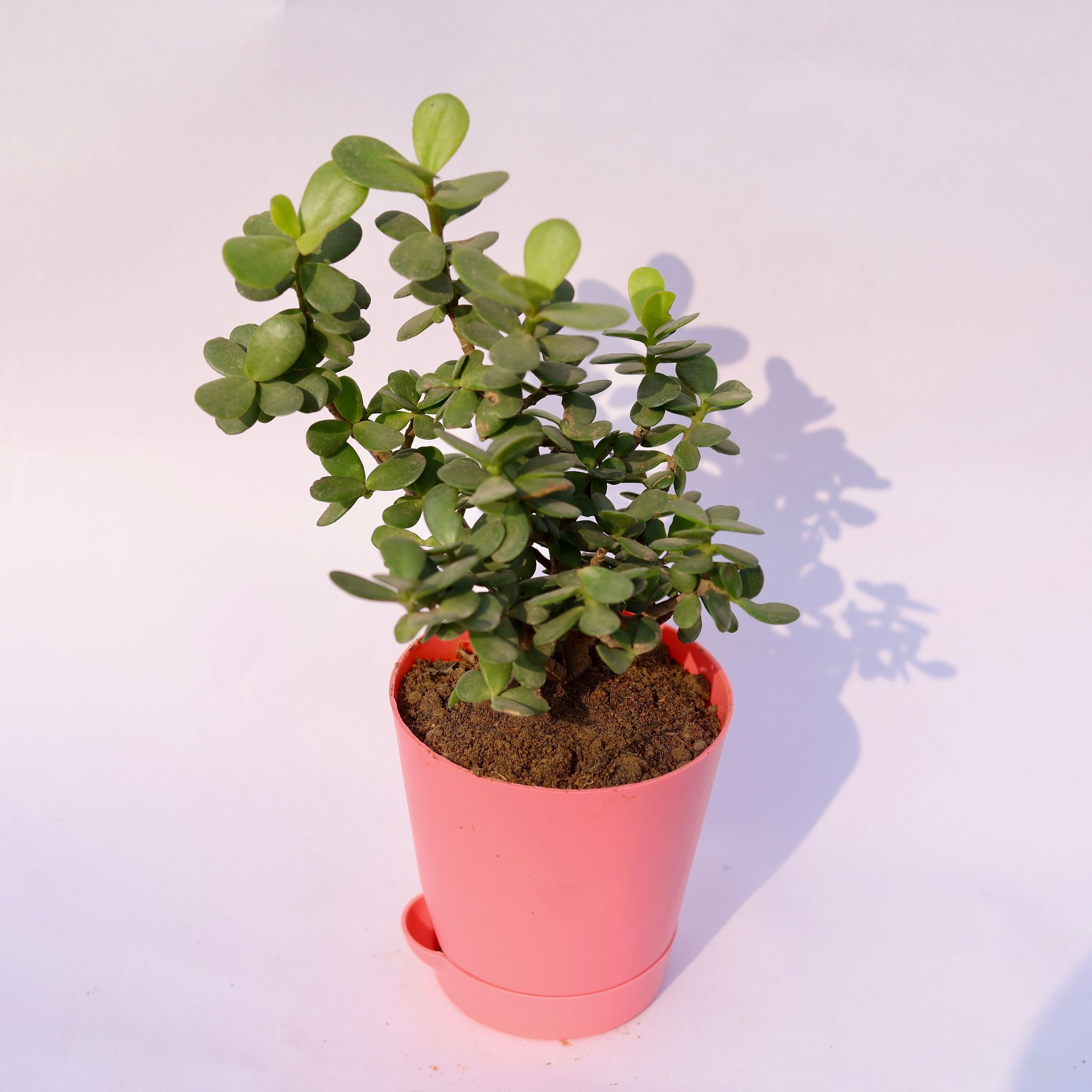 Jade in 4 Inch Pink Florence Self Watering Pot