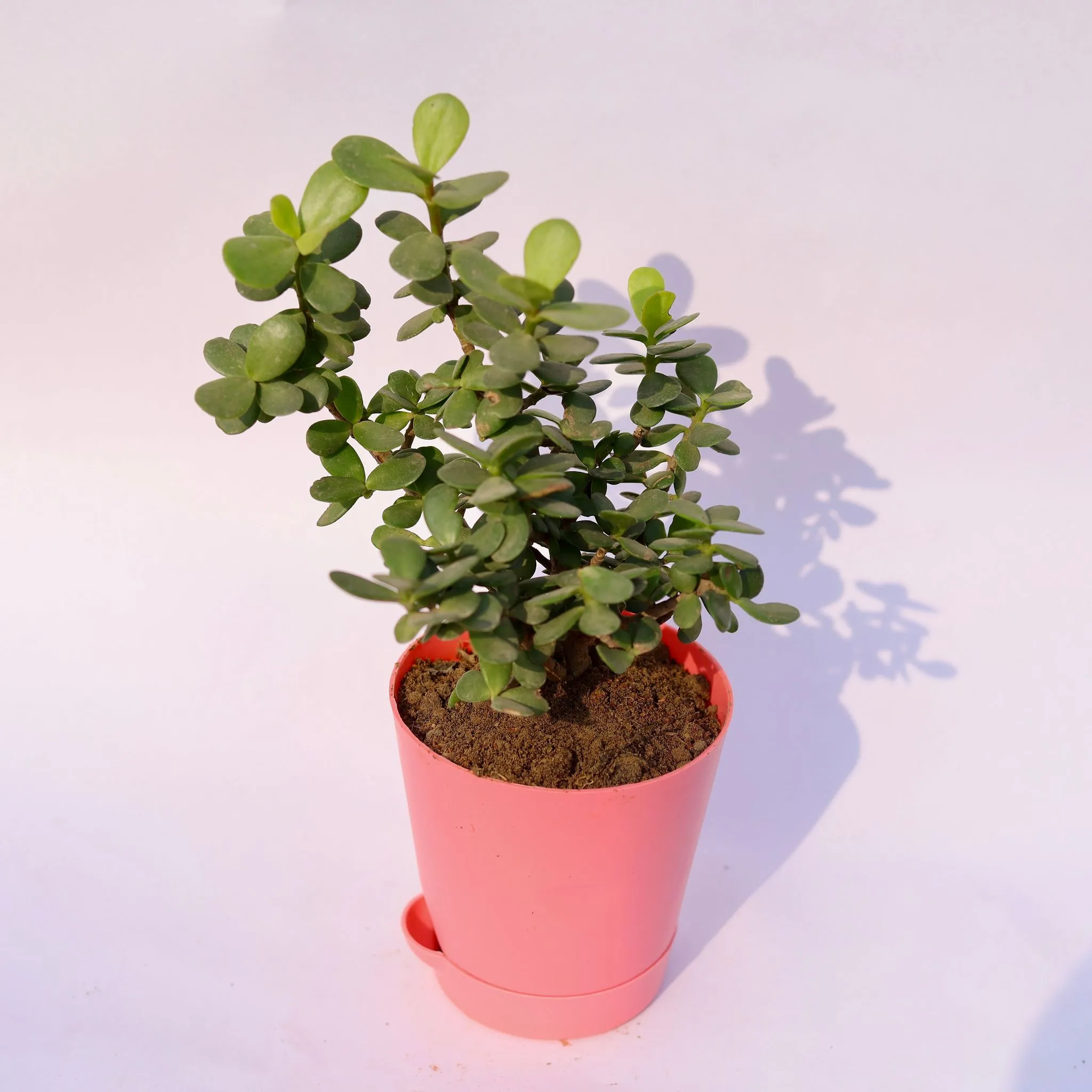 Jade in 4 Inch Pink Florence Self Watering Pot