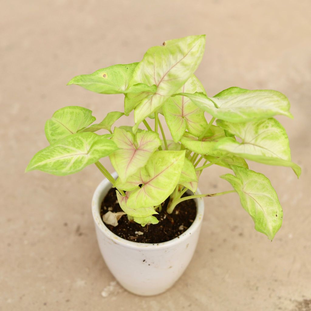 Gift Ready - Syngonium Golden in 4 Inch White Ceramic Pot Wrapped in Lovely Gift Bag For Your Loved Ones