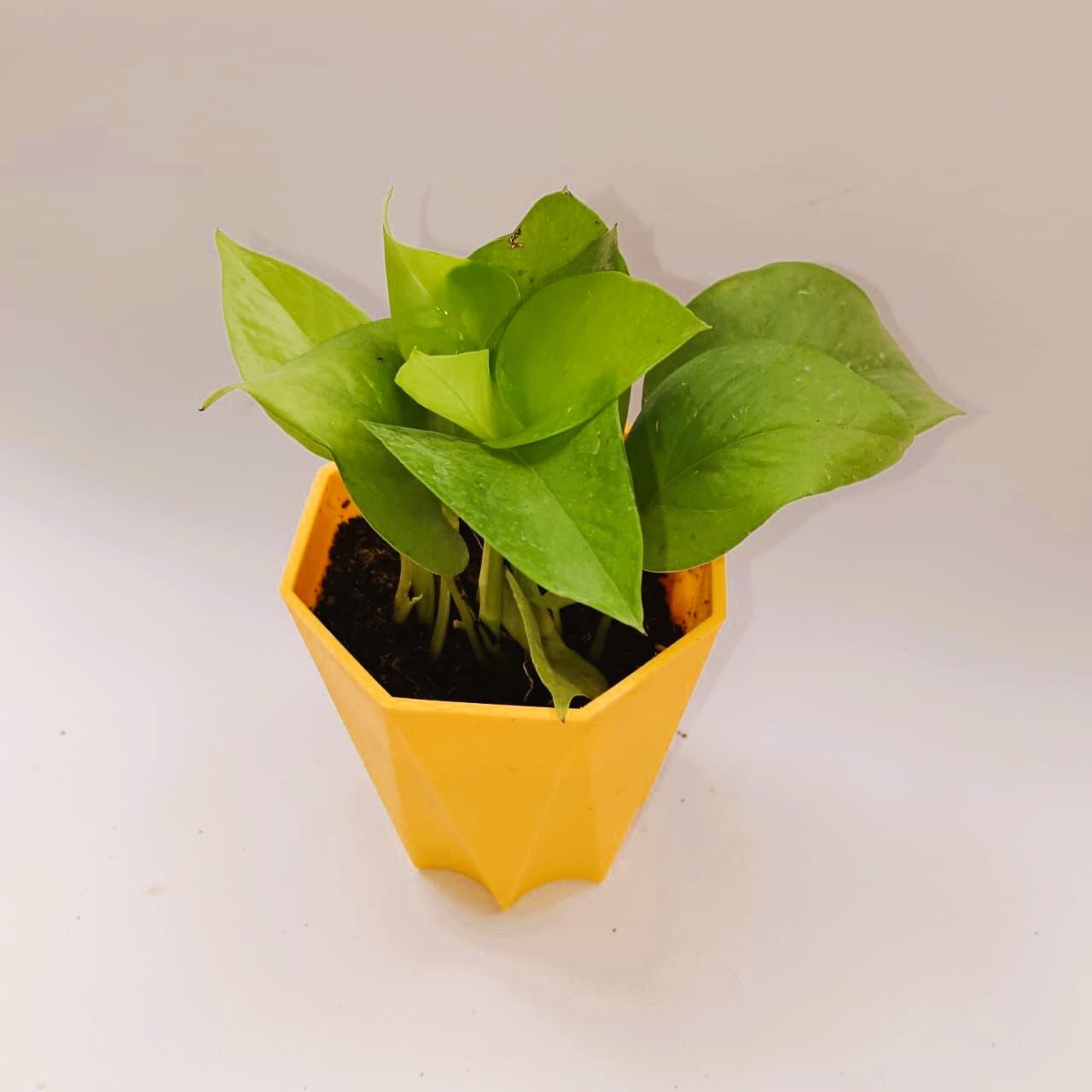 Money plant golden in 4 Inch Yellow Premium Diamanti Plastic Pot
