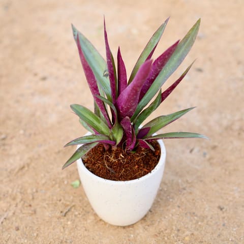 Rhoeo / Durangi in 4 Inch Classy White Cup Ceramic Pot