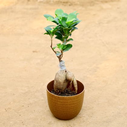 Buy Ficus Bonsai in 4 Inch Grey Fiberglass pot Online | Urvann.com
